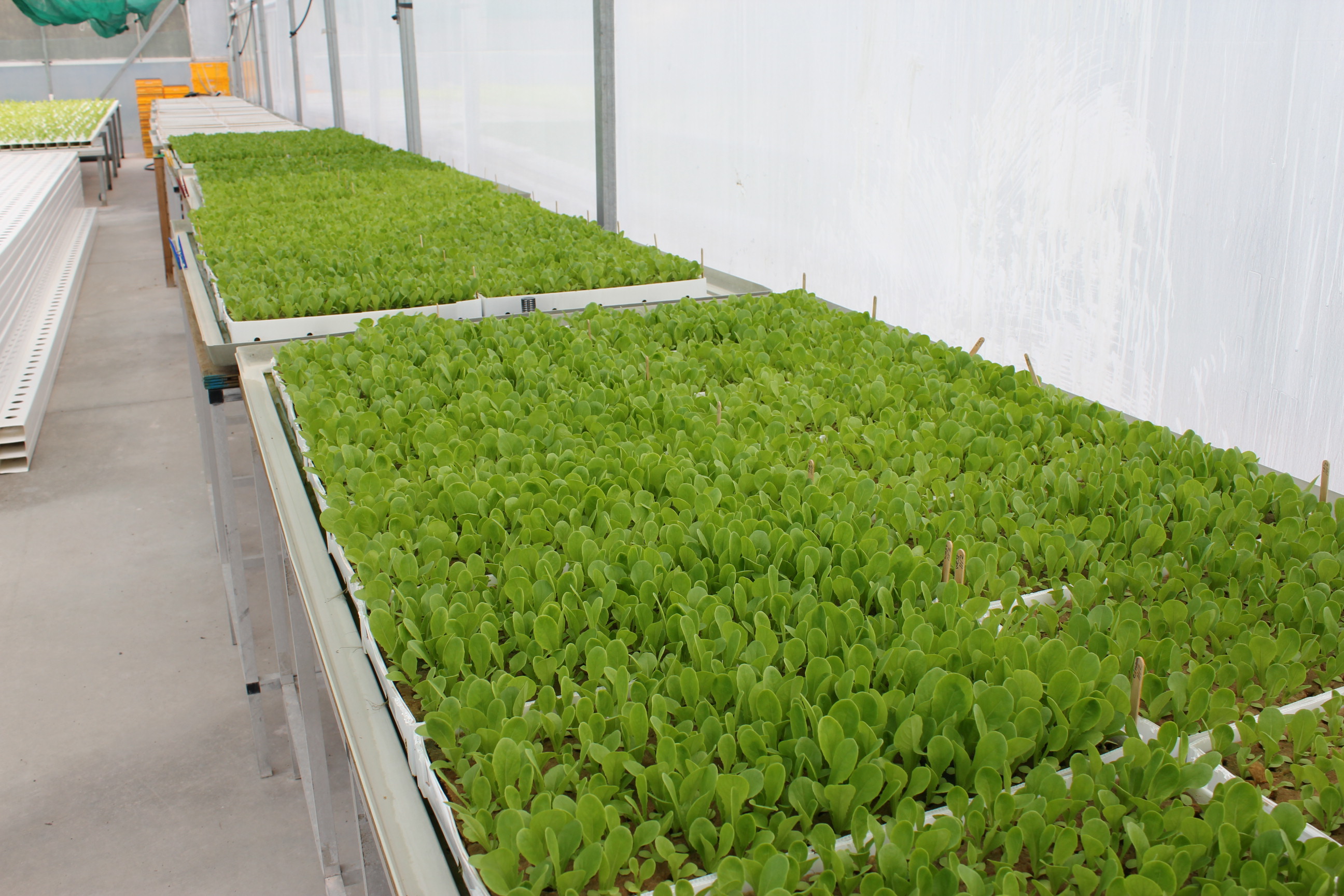 Ebb and Flow (Flood and Drain)