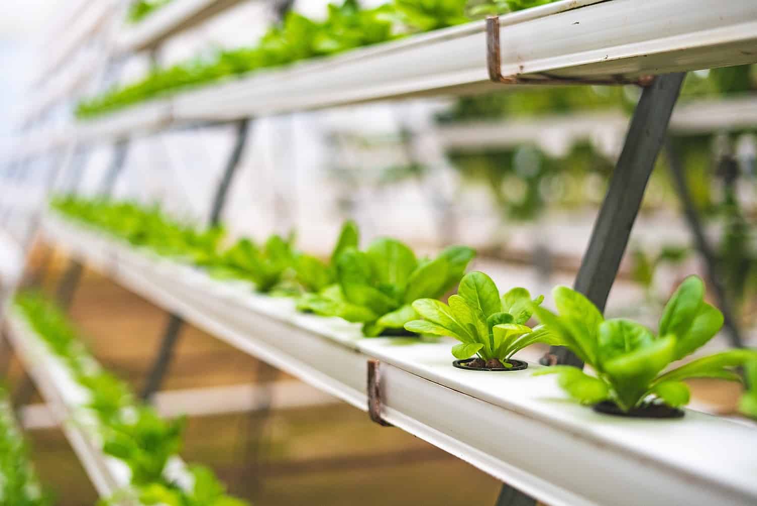 Hydroponic garden setup